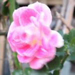 強風に揺れるバラの花