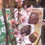 満開の桜、きれい～♪