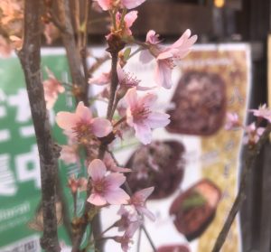 満開の桜、きれい～♪